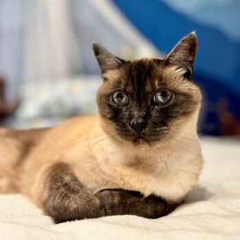 Rescue Siamese and Domestic Short Hair Cats for Adoption in Durham, North Carolina - Pixie | PetCurious