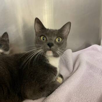 Domestic Short Hair Cats Available for Adoption in Charlottesville, Virginia - Sequoia | PetCurious