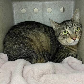 Tiger (Cat 27) -  Domestic Short Hair Cat for Adoption in Roanoke, Virginia - Tiger (Cat 27) | PetCurious