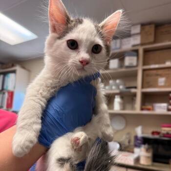 Theodore -  Domestic Medium Hair Cat for Adoption in Flagstaff, Arizona - Theodore | PetCurious