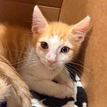 Marvin -  Domestic Short Hair Cat for Adoption in Tampa, Florida - Marvin | PetCurious