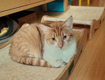Louis -  Domestic Short Hair Cat for Adoption in Kentfield, California - Louis | PetCurious