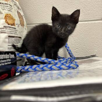 Dr Pepper -  Domestic Short Hair Cat Available for Adoption in Lufkin, Texas - Dr Pepper | PetCurious
