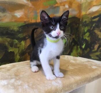 Domestic Short Hair Cats Available for Adoption in Santa Clara, California - EDWARD | PetCurious