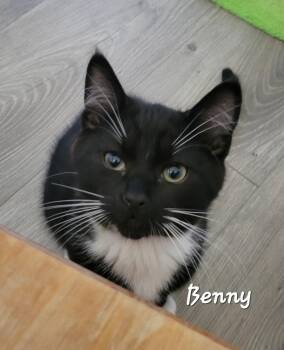 Benny -  Domestic Short Hair Cat for Adoption in Ephrata, Washington - Benny | PetCurious