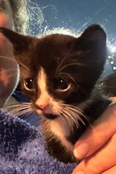 Button -  Domestic Short Hair Cat for Adoption in Salisbury, North Carolina - Button | PetCurious