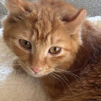 Bear Reid -  Domestic Medium Hair Cat for Adoption in Eagle Mountain, Utah - Bear Reid | PetCurious