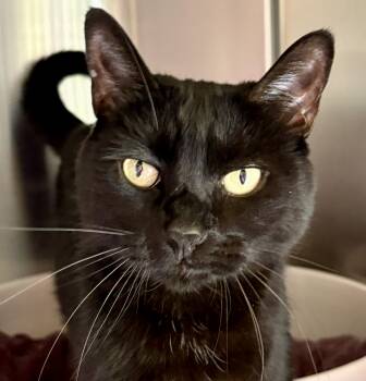 Domestic Short Hair Cats Available for Adoption in Prescott, Arizona - POPPY | PetCurious