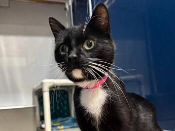 Brigid -  Domestic Short Hair Cat Available for Adoption in Powell, Ohio - Brigid | PetCurious