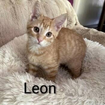 Leon -  Tabby Cat for Adoption in Wyandotte, Michigan - Leon | PetCurious