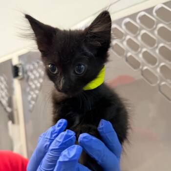 Novie (15) -  Domestic Short Hair Cat for Adoption in Marshall, Texas - Novie (15) | PetCurious