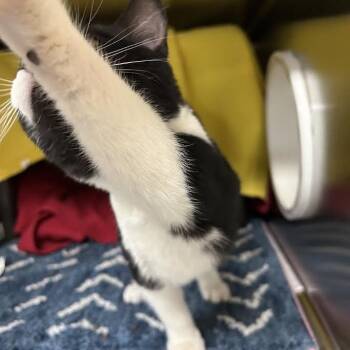 Domestic Short Hair Cats Available for Adoption - Flounder | PetCurious