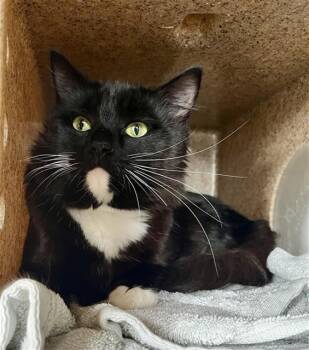 Domestic Short Hair Cats Available for Adoption in San Francisco, California - SPIDY | PetCurious
