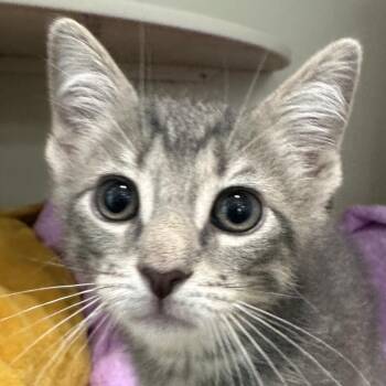 Shira -  Domestic Short Hair Cat for Adoption in Middletown, Rhode Island - Shira | PetCurious