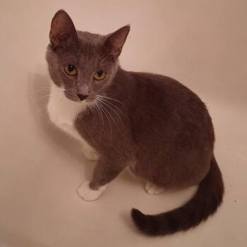 Domestic Short Hair Cats Available for Adoption in Watertown, New York - Pepper | PetCurious