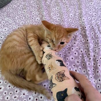 Moe -  Domestic Short Hair Cat for Adoption in Nashville, Tennessee - Moe | PetCurious