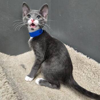 Domestic Short Hair Cats Available for Adoption in Buffalo, New York - Edward | PetCurious