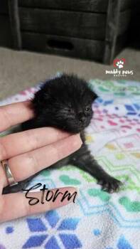 Weather Kittens:  Storm(y) -  Domestic Short Hair Cat for Adoption in Council Bluffs, Iowa - Weather Kittens:  Storm(y) | PetCurious