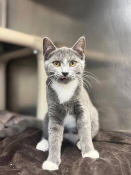 Audrey Horne -  Domestic Short Hair Cat for Adoption in Pomona, New York - Audrey Horne | PetCurious