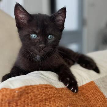 Anais Samy -  Domestic Short Hair Cat for Adoption in Morrison, Colorado - Anais Samy | PetCurious
