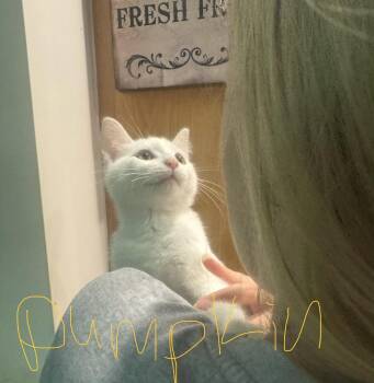 C342 Litter Pumpkin -  Domestic Short Hair Cat for Adoption in Livonia, Michigan - C342 Litter Pumpkin | PetCurious