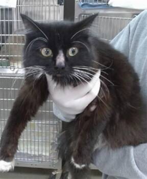 STEVIE HISS -  Domestic Long Hair Cat for Adoption in Salinas, California - STEVIE HISS | PetCurious