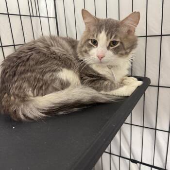 Domestic Long Hair Cats Available for Adoption in Normal, Illinois - Optimus | PetCurious