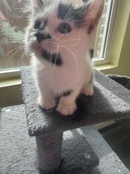 Pepe Le Pew -  Domestic Medium Hair Cat for Adoption in Shawnee, Oklahoma - Pepe Le Pew | PetCurious