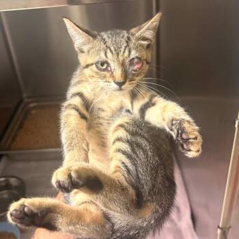 Musiq Soulchild -  Domestic Short Hair Cat for Adoption in Winston-salem, North Carolina - Musiq Soulchild | PetCurious