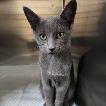 Fae -  Russian Blue Cat for Adoption in Lancaster, Kentucky - Fae | PetCurious