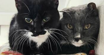 Soccer and Yorkshire - Bonded Senior Pair -  Domestic Short Hair Cat for Adoption in Butte, Montana - Soccer And Yorkshire - Bonded Senior Pair | PetCurious