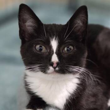 Nub-Nub -  Domestic Short Hair Cat for Adoption in Pittsford, Vermont - Nub-Nub | PetCurious
