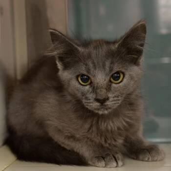 Misty -  Domestic Medium Hair Cat for Adoption in Ottawa, Kansas - Misty | PetCurious