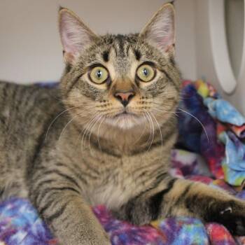 Raspberry -  Domestic Short Hair Cat for Adoption in Champaign, Illinois - Raspberry | PetCurious