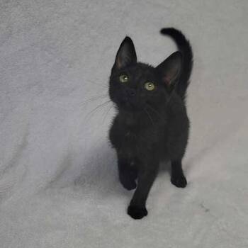 Honolulu -  Domestic Short Hair Cat Available for Adoption in Valdosta, Georgia - Honolulu | PetCurious
