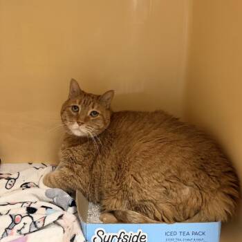 Buddy -  Domestic Short Hair Cat for Adoption in Buffalo, New York - Buddy | PetCurious