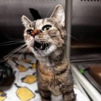 NCI5621 Olena -  Domestic Short Hair Cat for Adoption in Port Washington, New York - NCI5621 Olena | PetCurious