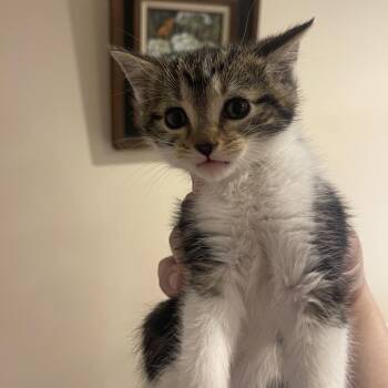 Larry in Springfield, VA -  Domestic Short Hair Cat Available for Adoption - Larry In Springfield, VA | PetCurious