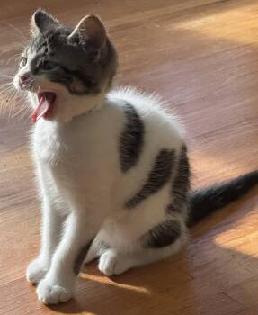Toothless -  Domestic Medium Hair Cat for Adoption in Ontario, New York - Toothless | PetCurious