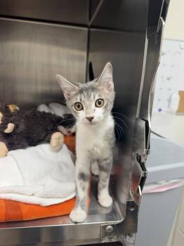 Whisper -  Domestic Short Hair Cat for Adoption in Hilton Head Island, South Carolina - Whisper | PetCurious