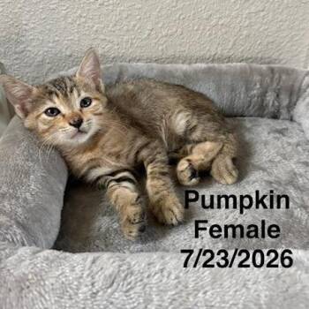 Pumpkin -  Domestic Short Hair Cat for Adoption in League City, Texas - Pumpkin | PetCurious