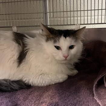 Domestic Long Hair Cats Available for Adoption - Shere Khan | PetCurious