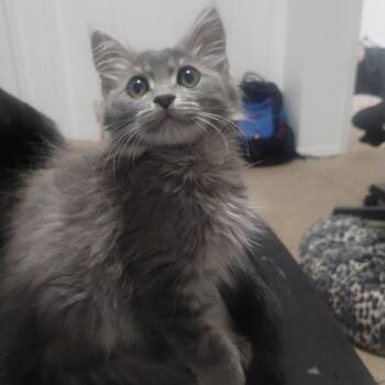 Moon -  Domestic Medium Hair Cat for Adoption in Layton, Utah - Moon | PetCurious