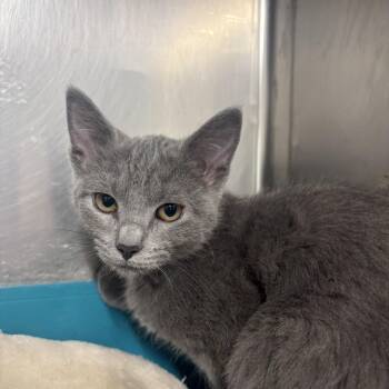 Conrad -  Domestic Short Hair Cat for Adoption in Saint Charles, Missouri - Conrad | PetCurious