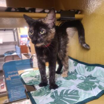 CoCo -  Domestic Short Hair Cat for Adoption in Buffalo, New York - CoCo | PetCurious