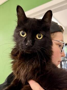Boinky -  Domestic Long Hair Cat for Adoption in Athens, Georgia - Boinky | PetCurious