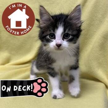 Archie (FGN) -  Domestic Long Hair and Domestic Short Hair Cat Available for Adoption in Janesville, Wisconsin - Archie (FGN) | PetCurious