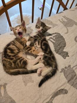 Rescue Domestic Medium Hair Cats for Adoption - Oliver | PetCurious