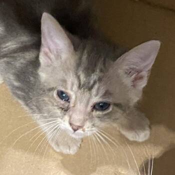 Do -  Domestic Short Hair Cat for Adoption in Lynchburg, Virginia - Do | PetCurious