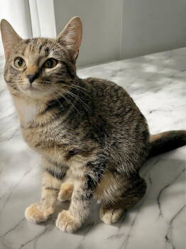 Rescue Domestic Short Hair Cats for Adoption in Champaign, Illinois - Sweet Petunia | PetCurious